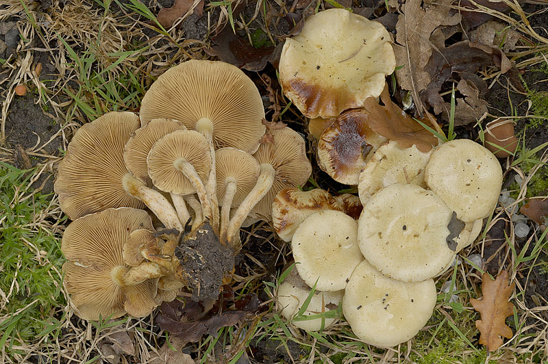 Pholiota gummosa